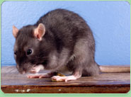 rat control Castle Bromwich